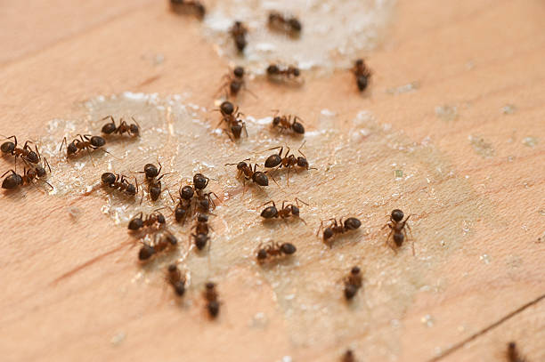 Best Exterminator Services  in Pacific Grove, CA